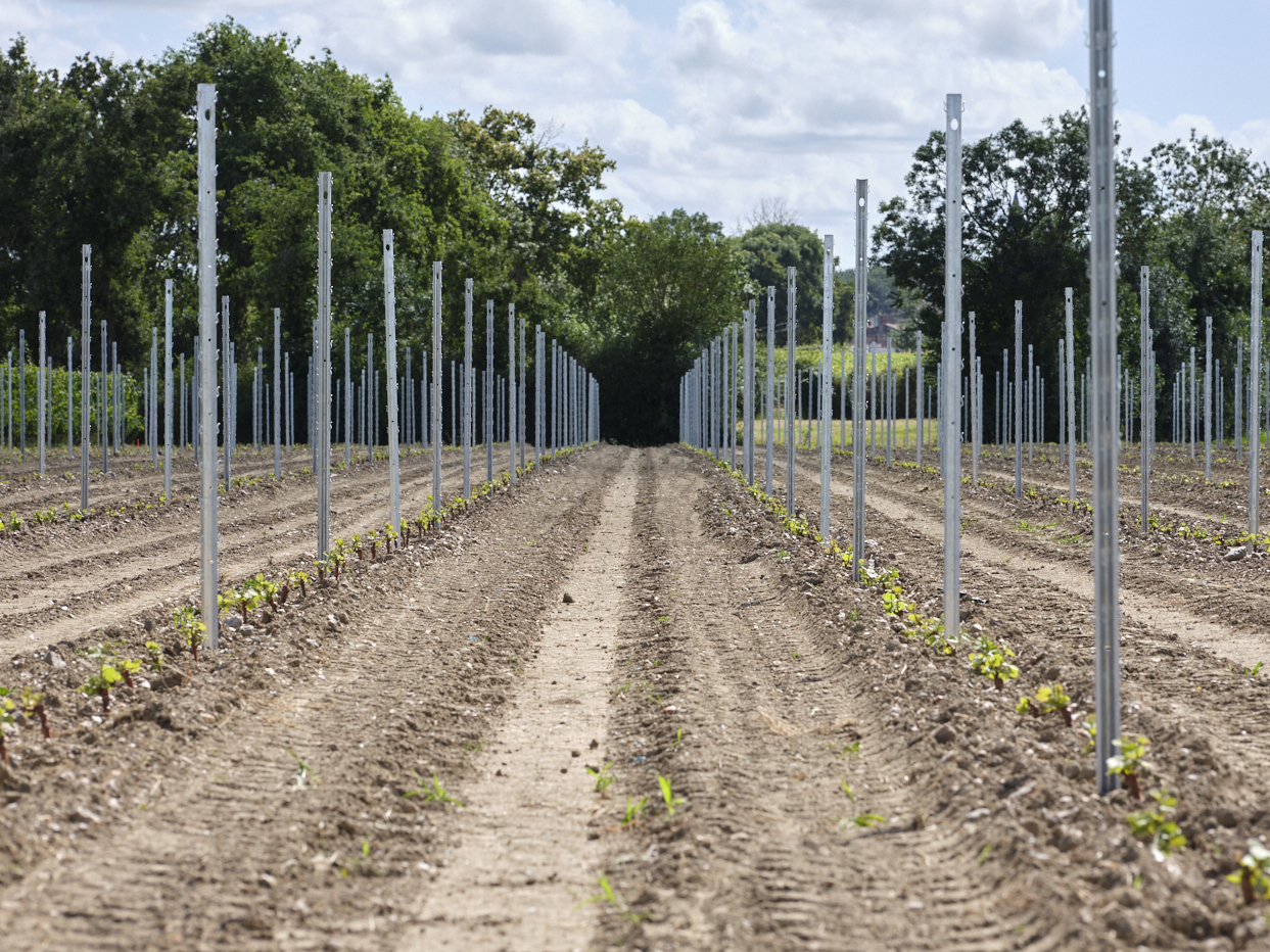 Des jeunes plantations de vignes