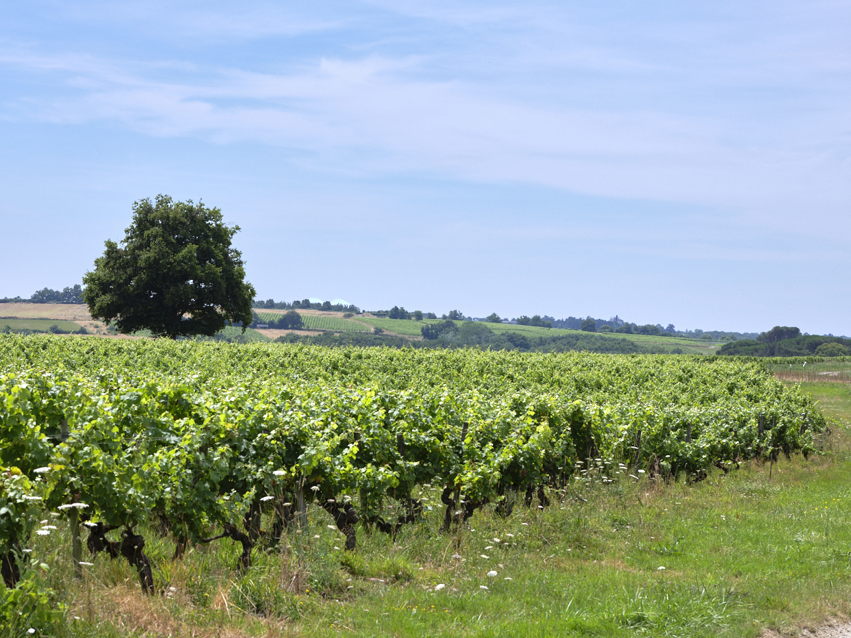 Un vignoble de l'Anjou, avec des parcelles en coteaux. Un arbre au centre