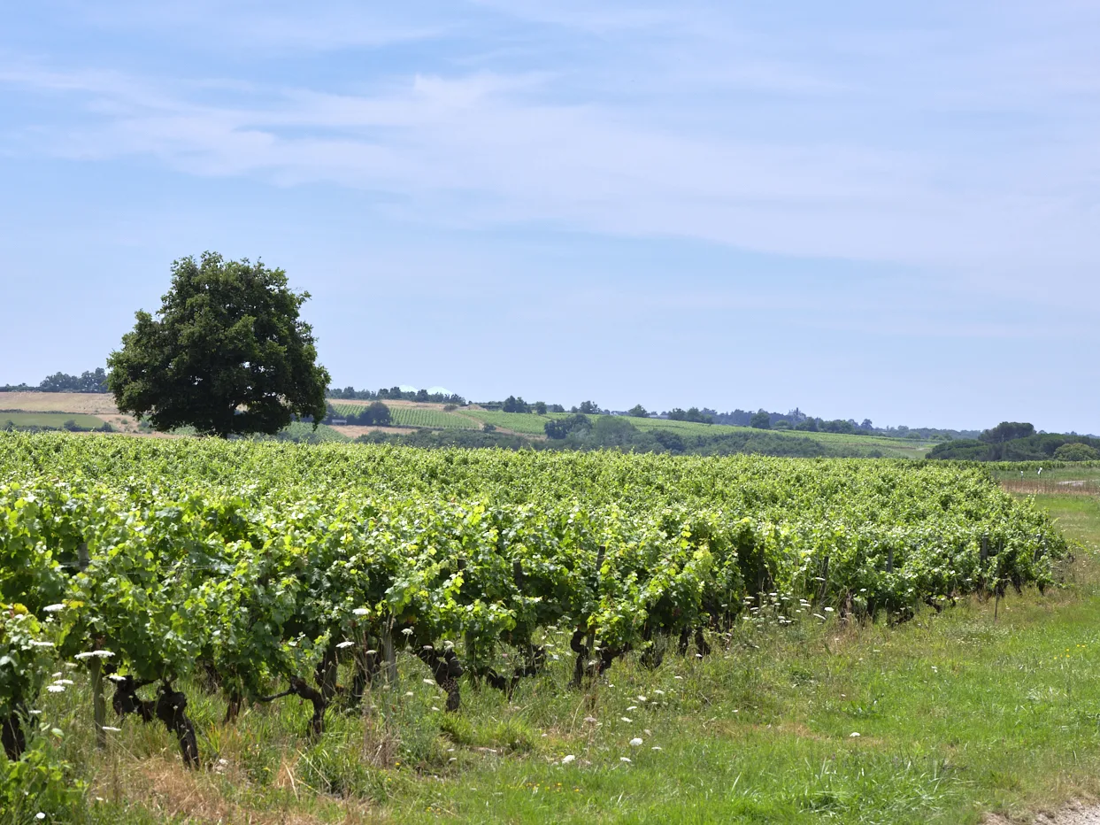 Un vignoble de l'Anjou, avec des parcelles en coteaux. Un arbre au centre