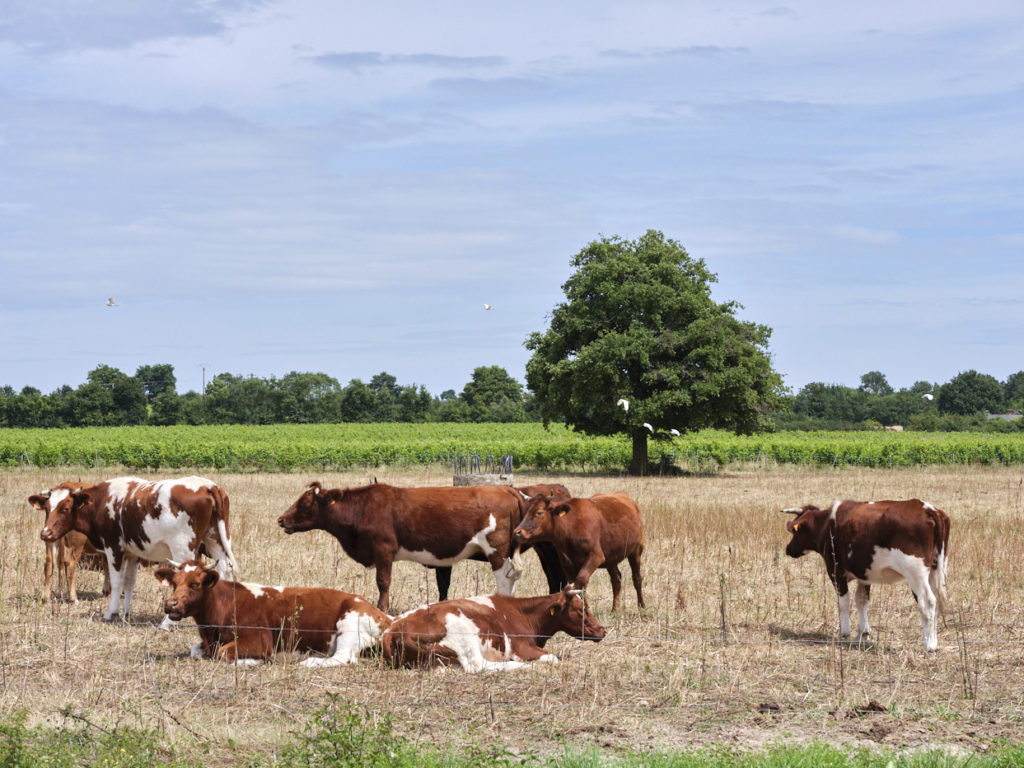 En anjou, un champ avec des vaches en premier plan et des vignes derriere