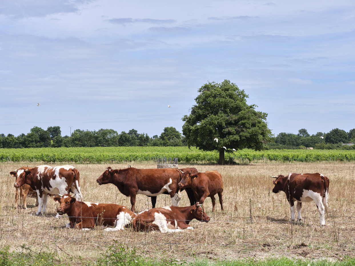 En anjou, un champ avec des vaches en premier plan et des vignes derriere