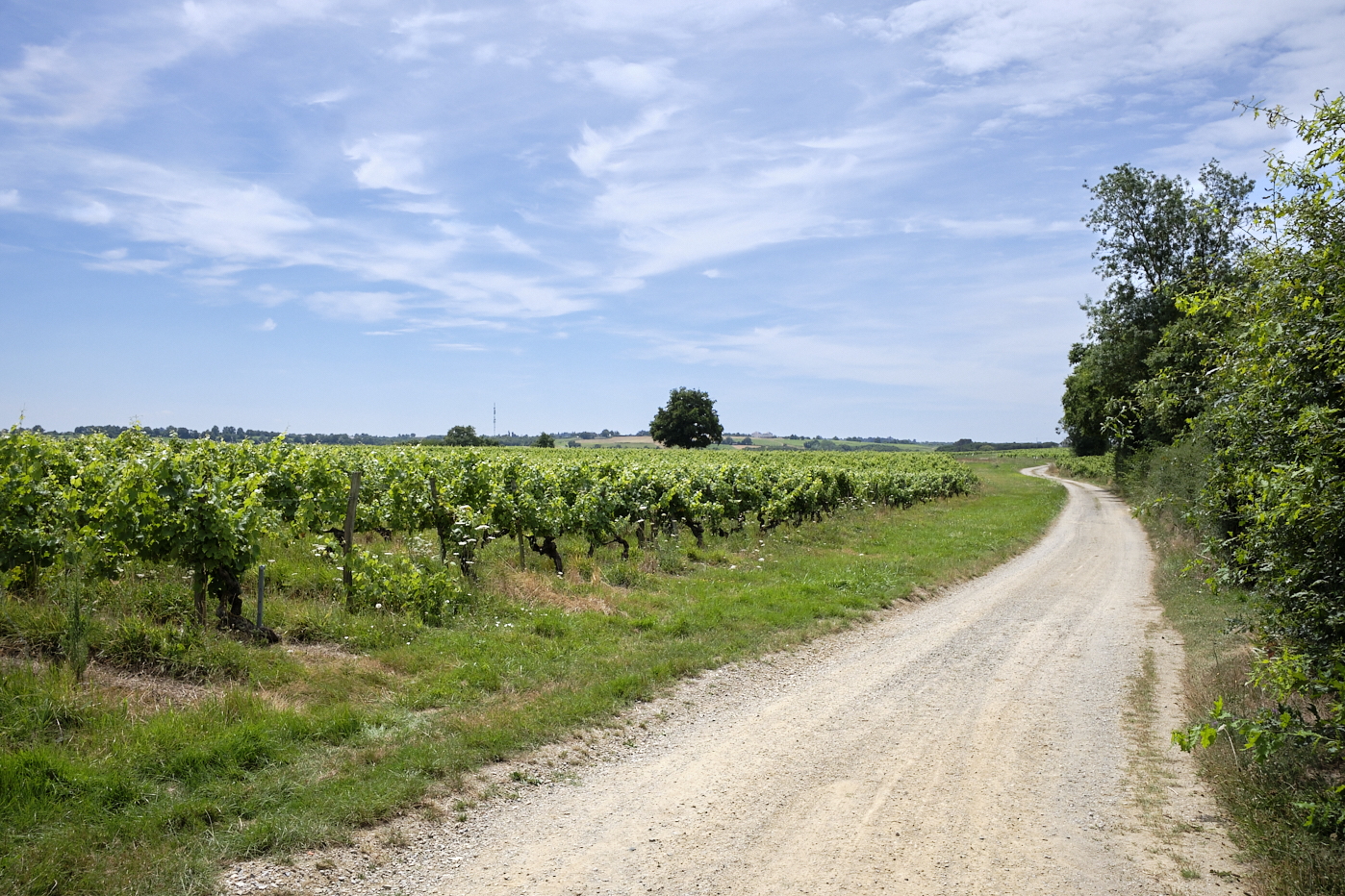 Chemin menant à une parcelle de vignes, sur le côté avec grand ciel bleu