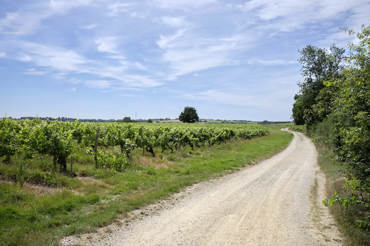 Chemin menant à une parcelle de vignes, sur le côté avec grand ciel bleu