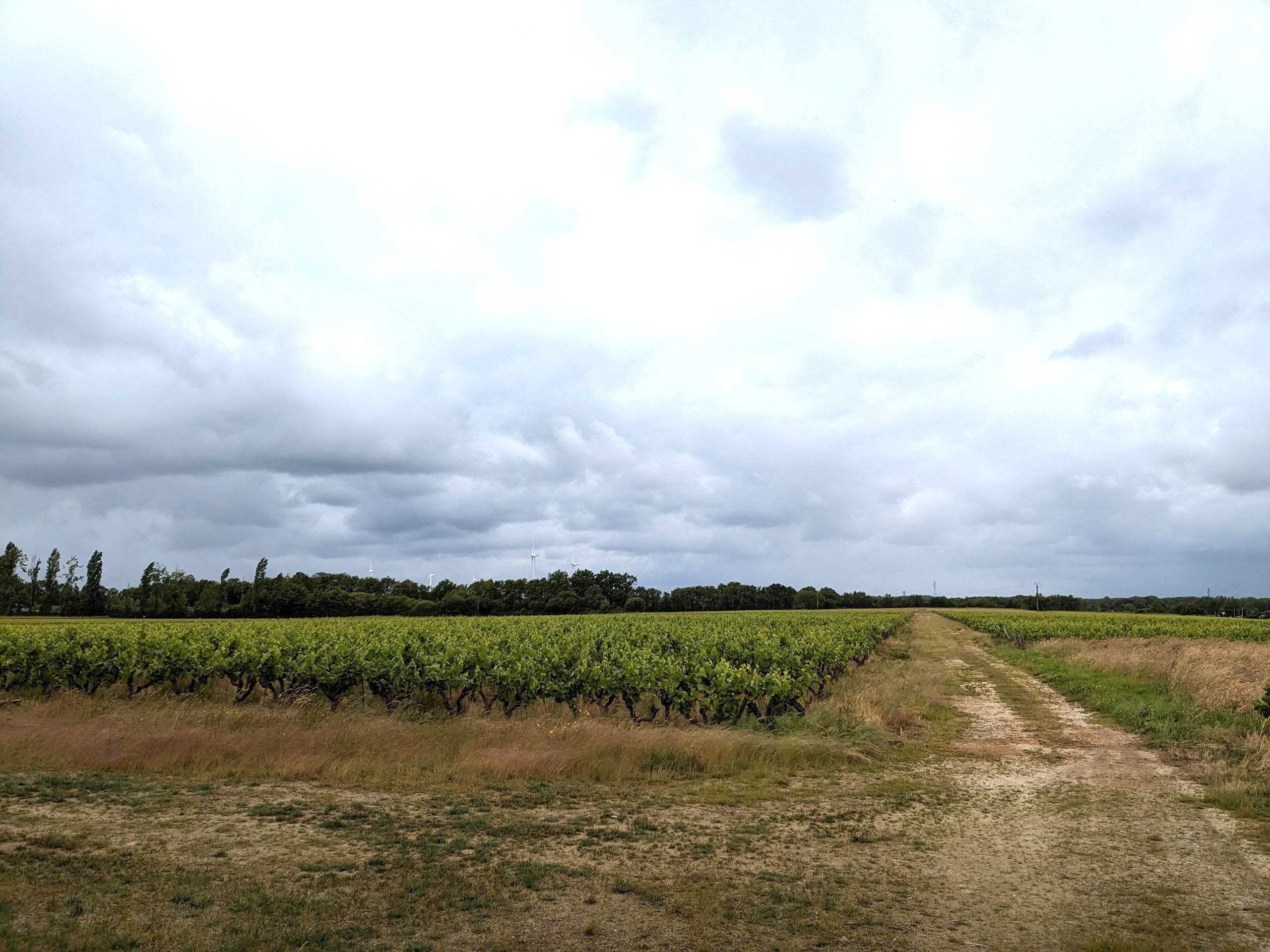 Vignes du Muscadet, d'un seul tenant