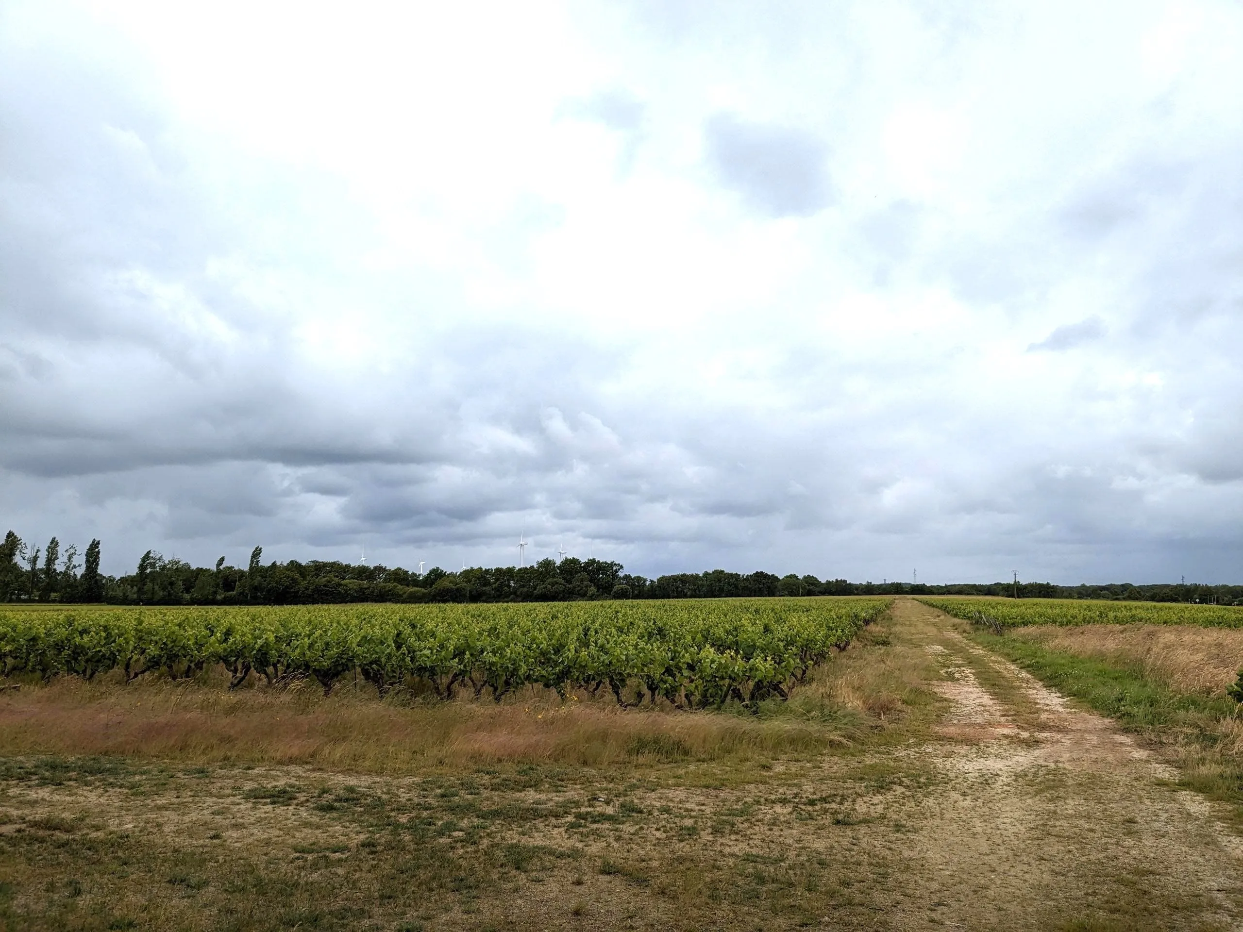 Vignes du Muscadet, d'un seul tenant