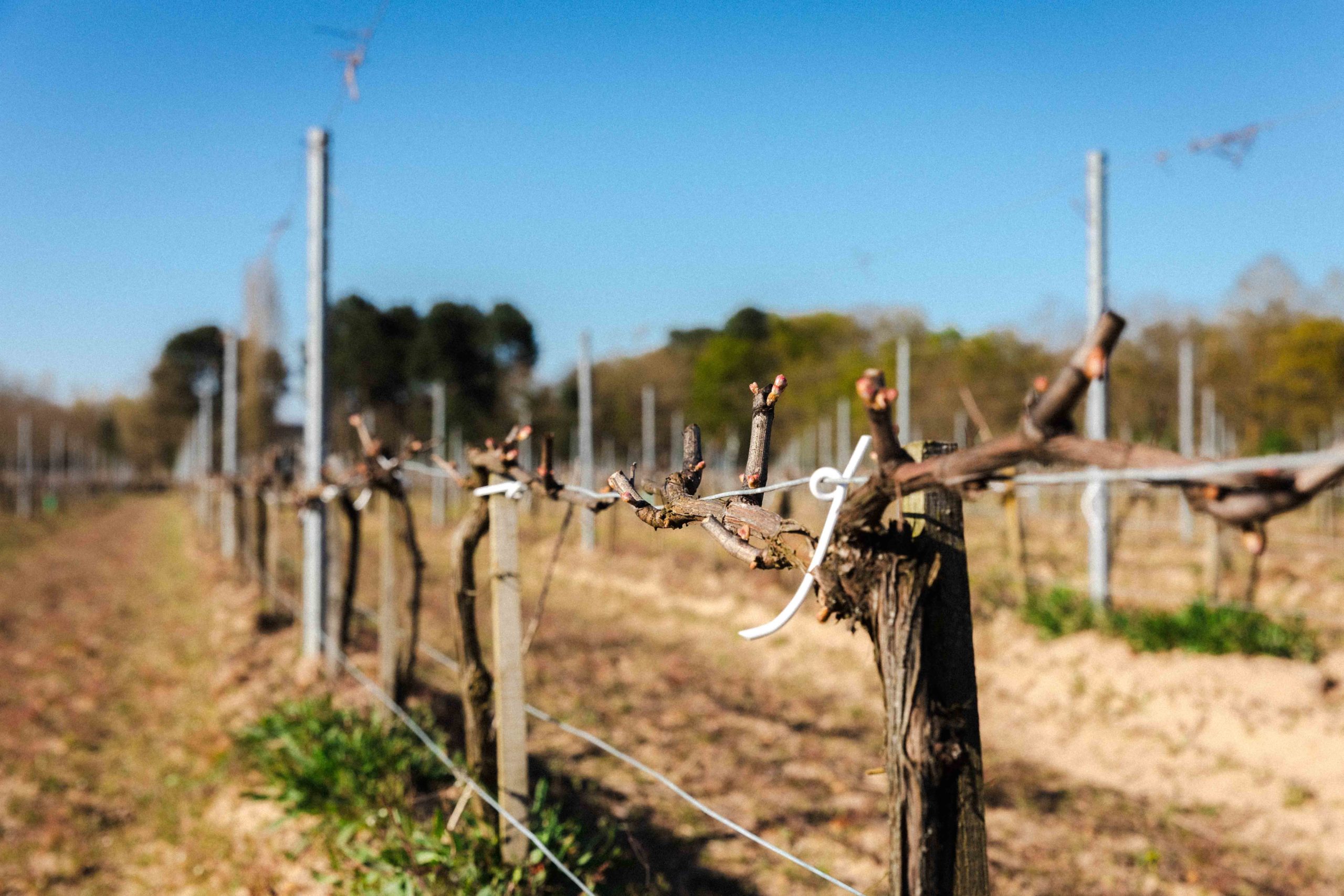 Vignes bio