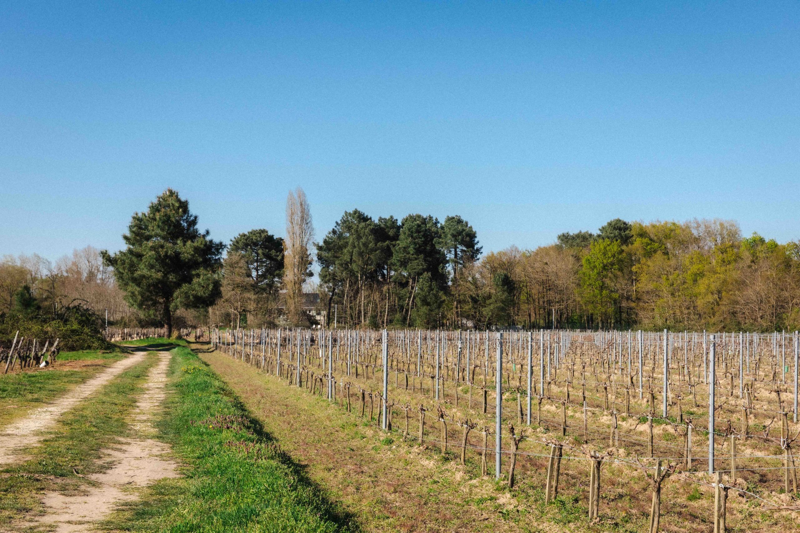 Vignoble chinon
