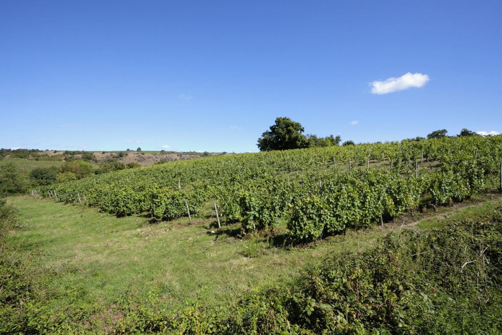 Des vignes en coteaux du layon