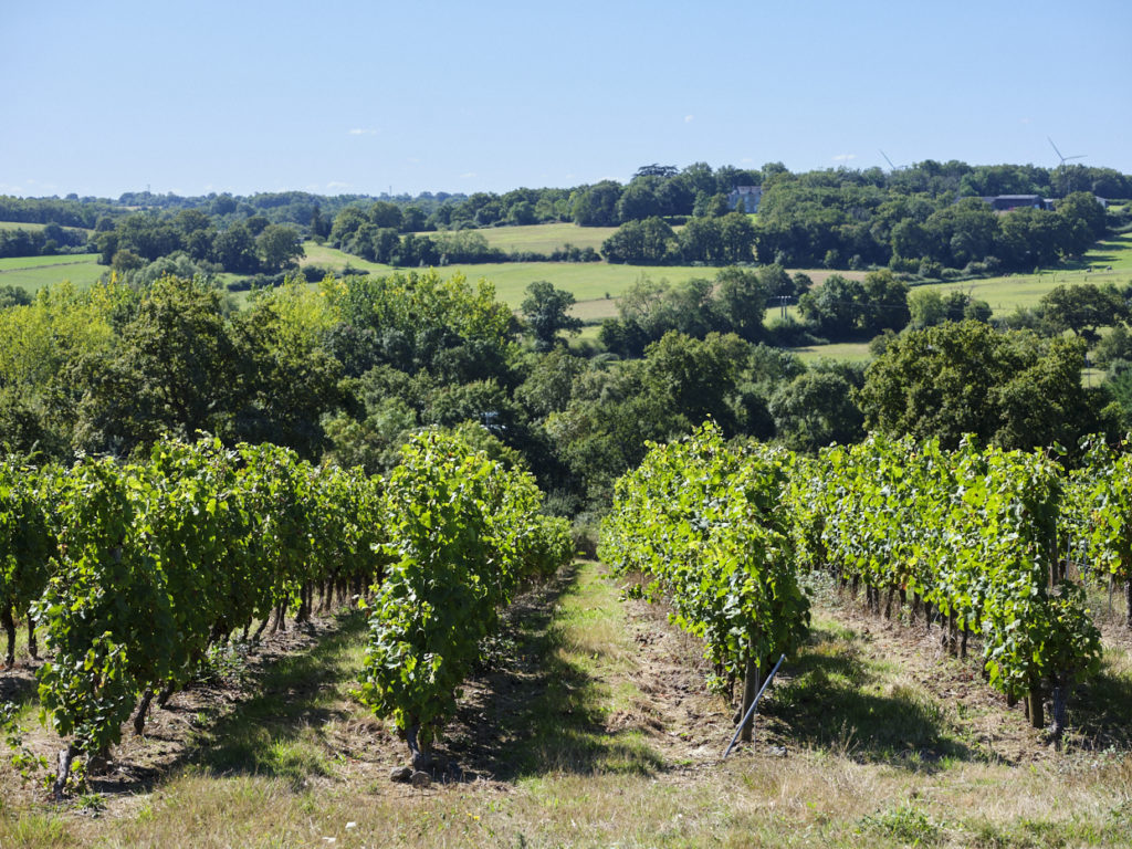 Une parcelle de vignes sur les terroirs des coteaux du layon