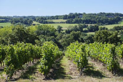 Une parcelle de vignes sur les terroirs des coteaux du layon