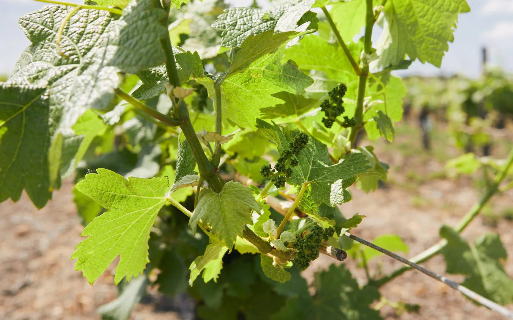 Bourgeons de grappe de raisins