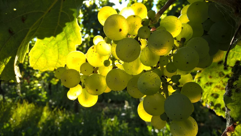 Vignoble à vendre en Muscadet · Pays Nantais