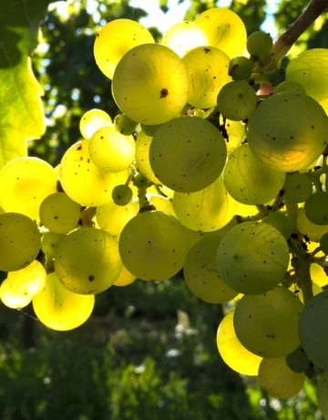 Le Chenin Blanc, cépage roi de l’Anjou