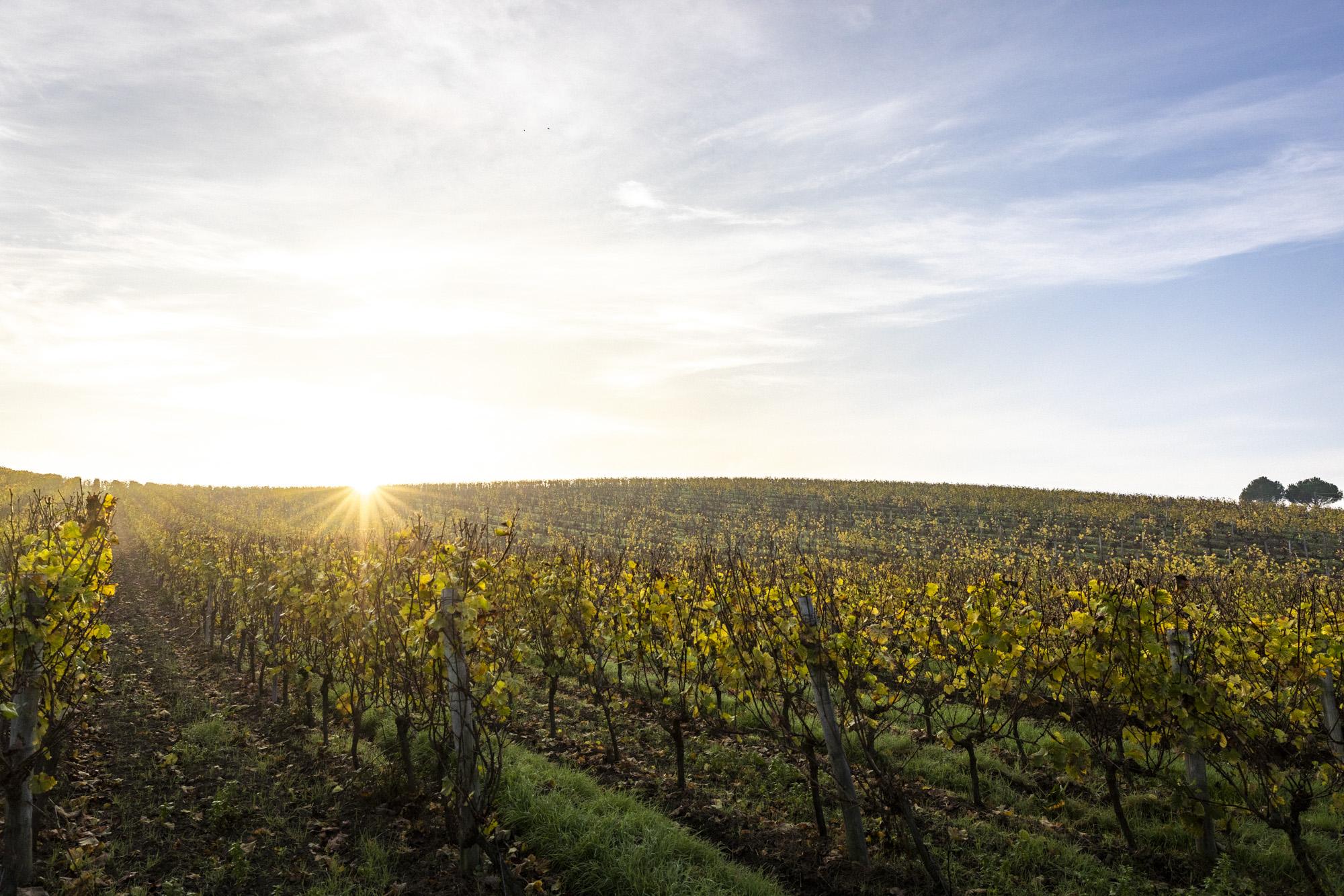 Le soleil se lève sur un vignoble de l'Anjou
