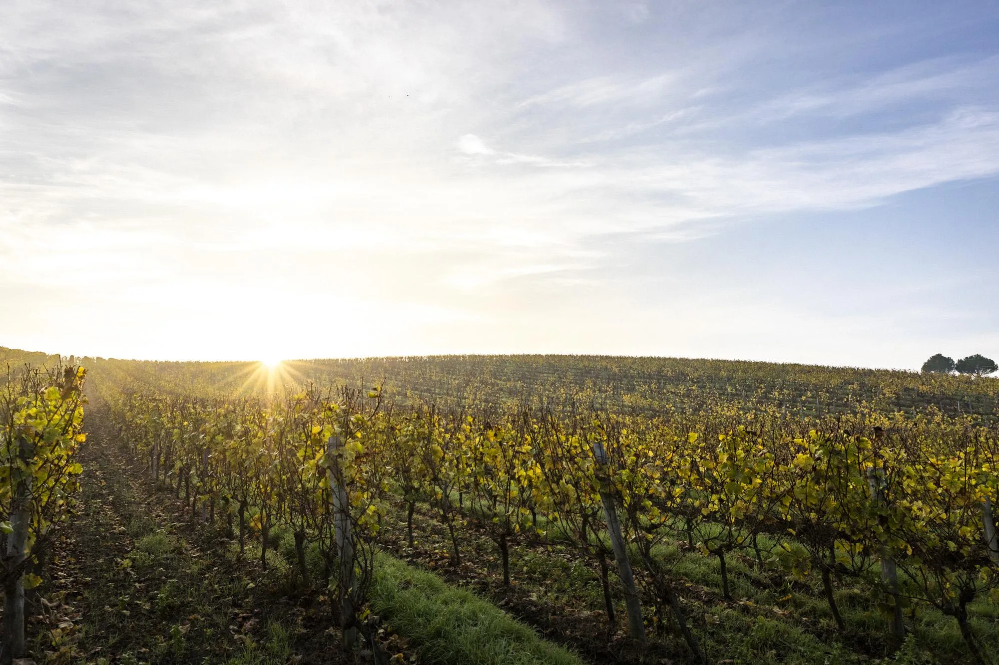 Le soleil se lève sur un vignoble de l'Anjou