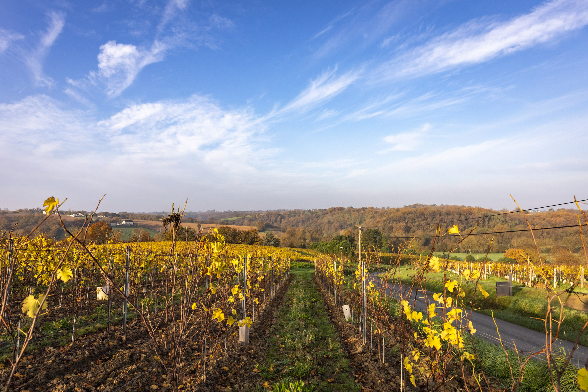 Des vignes de l'anjou à l'automne