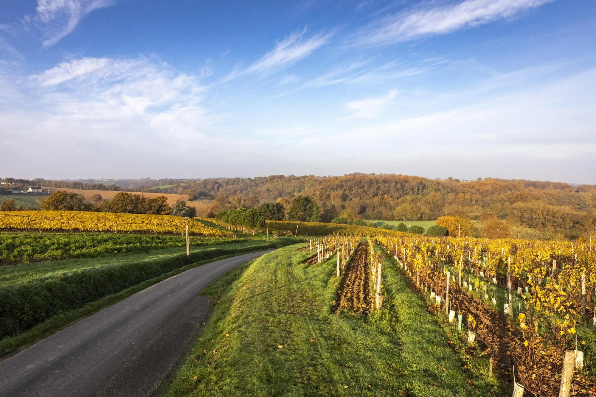 Route des vins de loire, entre les vignobles