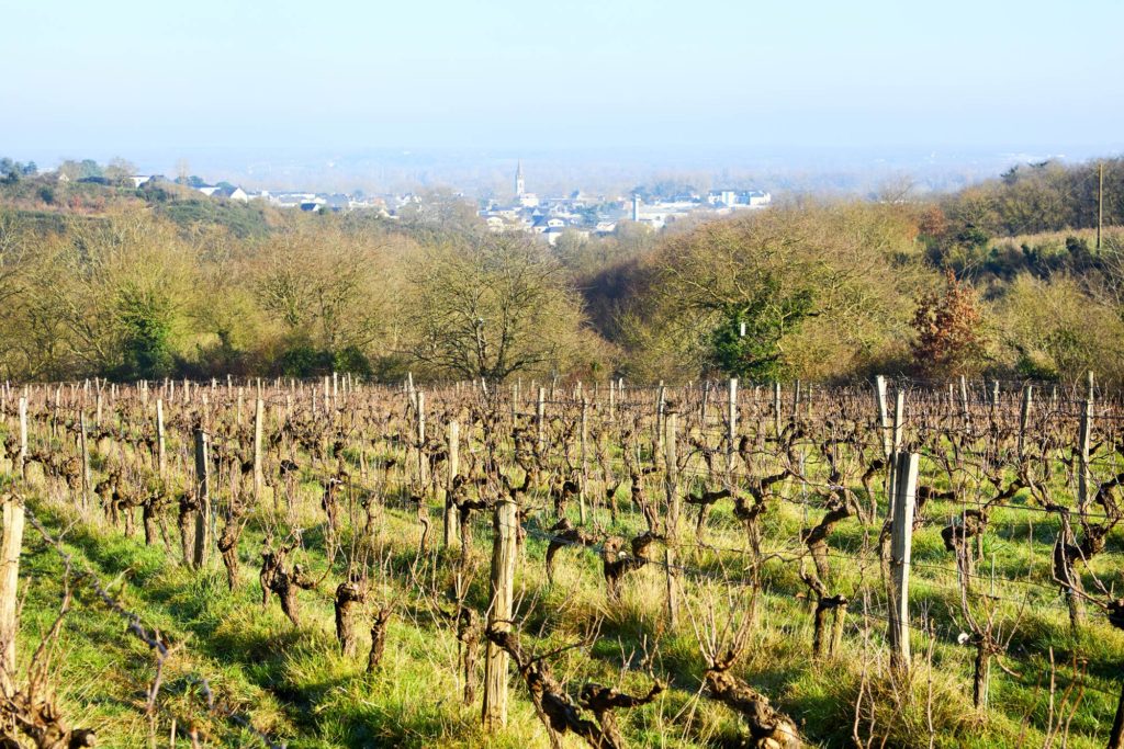 Un vignoble, entouré de forêt et a proximité de la ville de Chalonnes