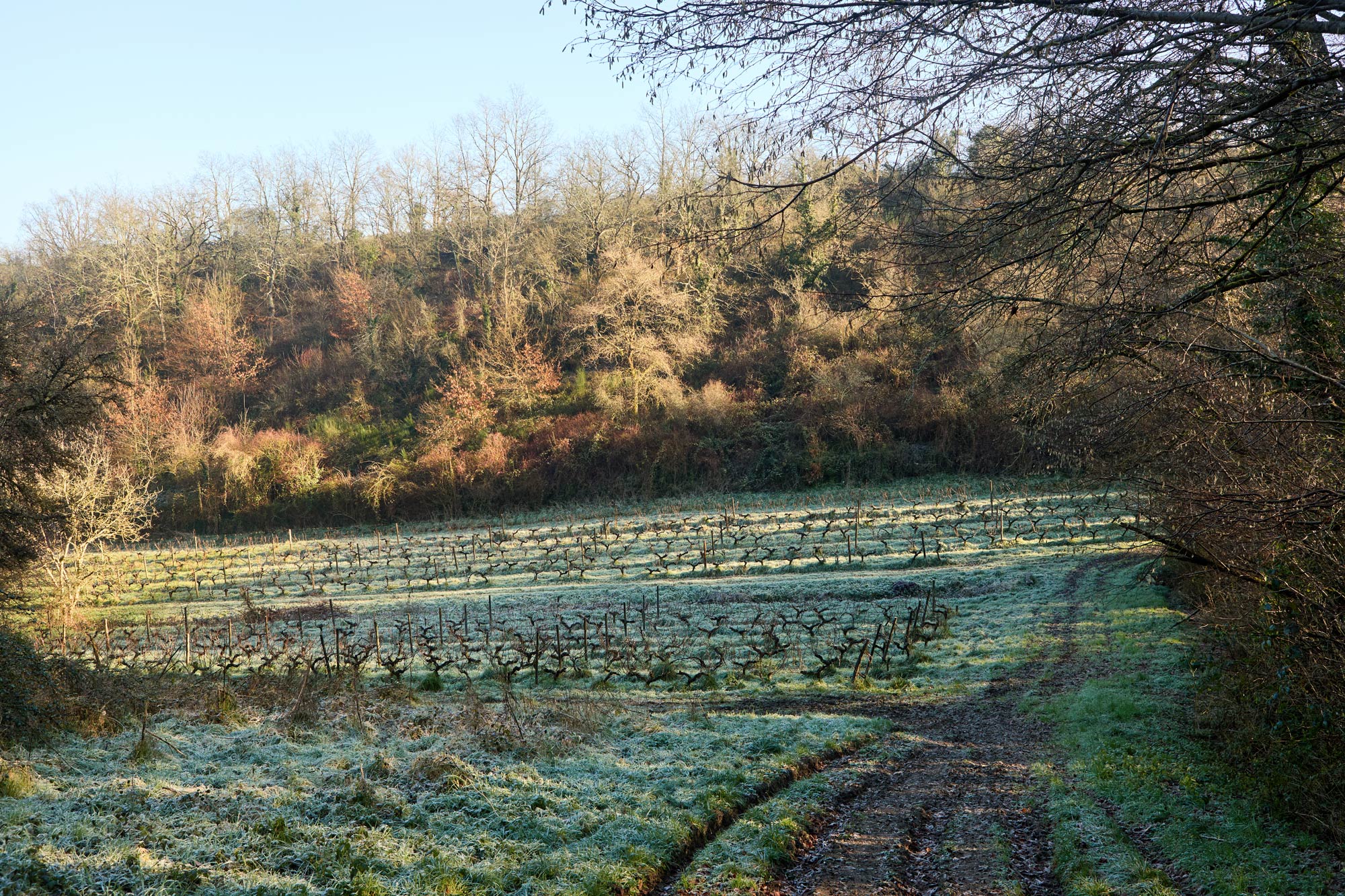 Des vignes en agriculture biologique, entourées d'une forêt.