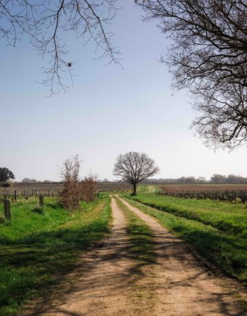Le Bail rural viticole