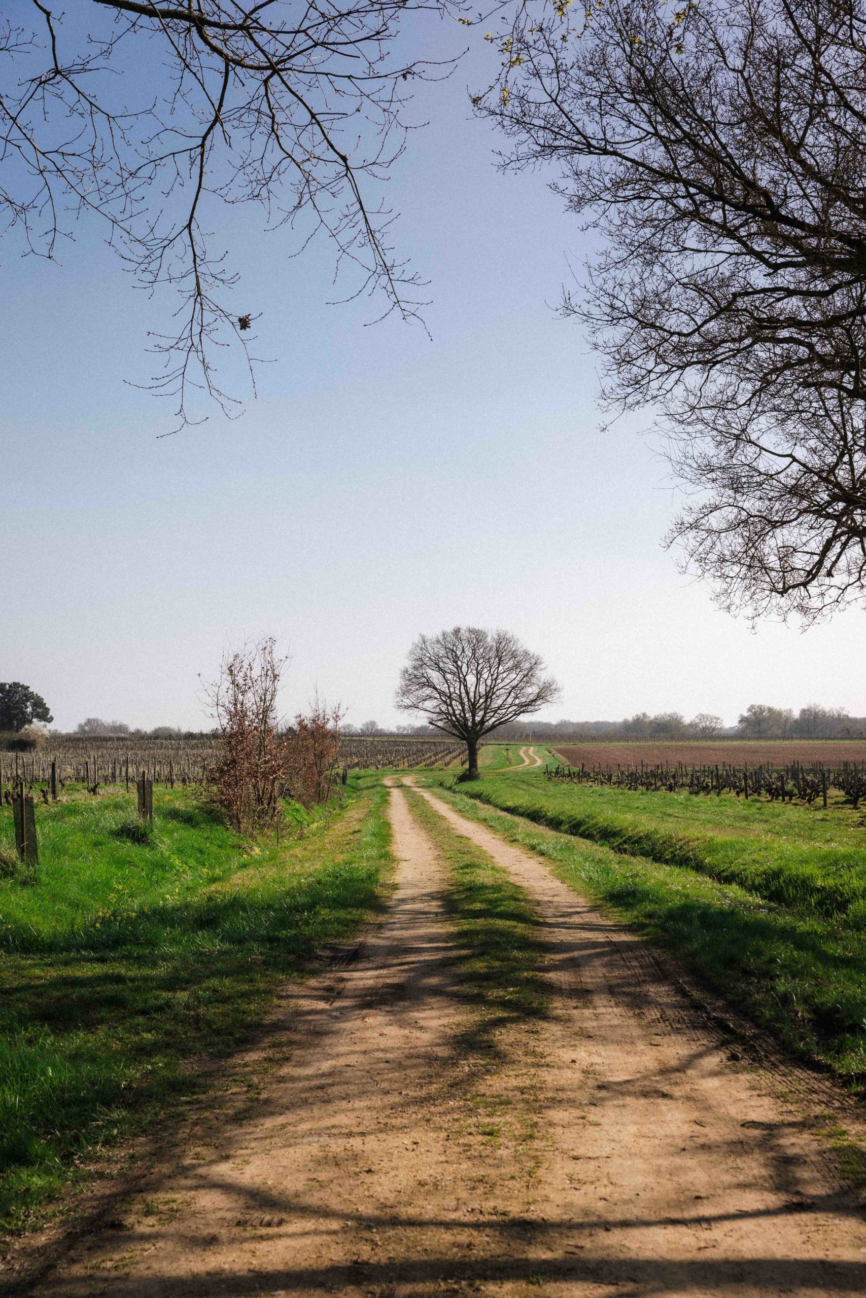 Chemin menant vers un vignoble et un arbre