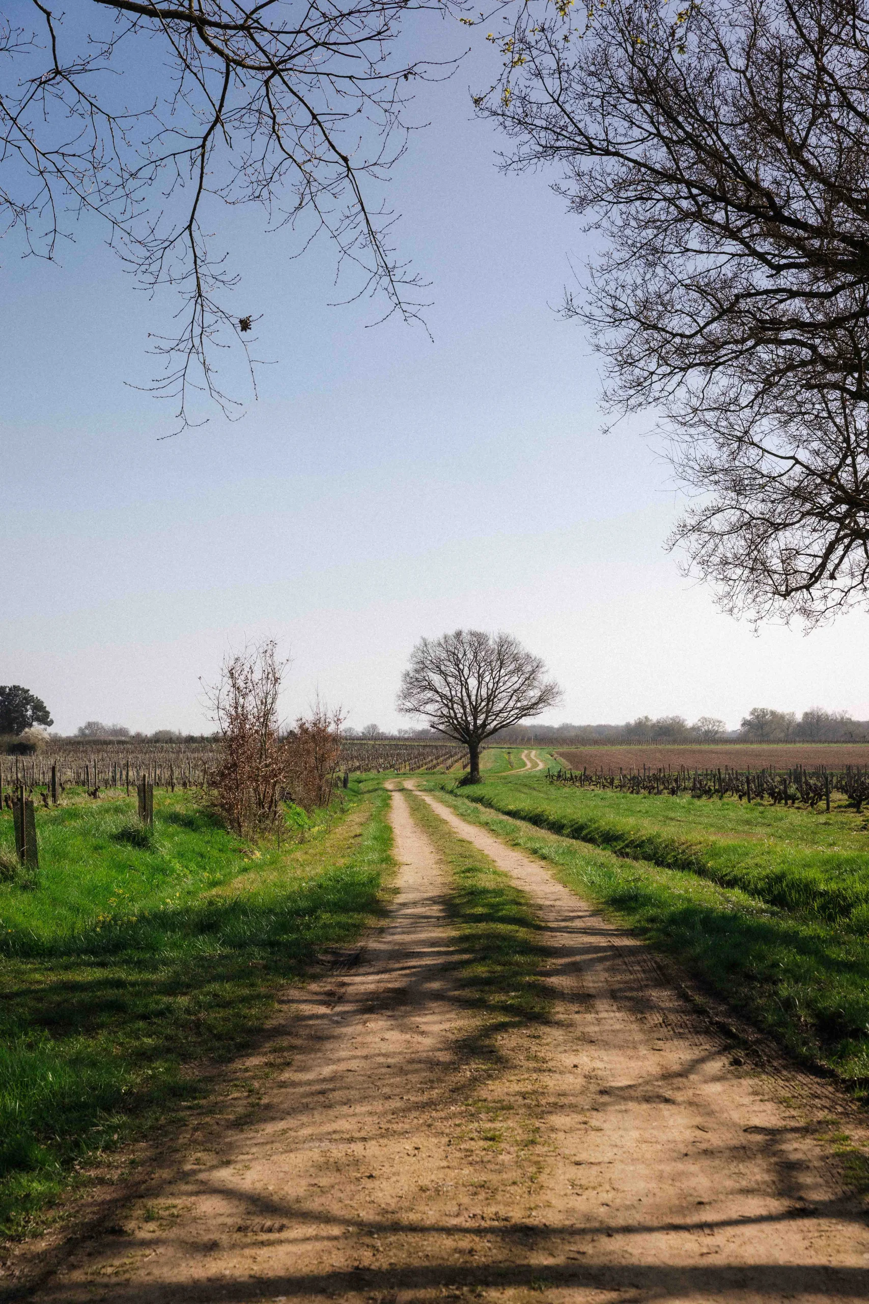 Chemin menant vers un vignoble et un arbre