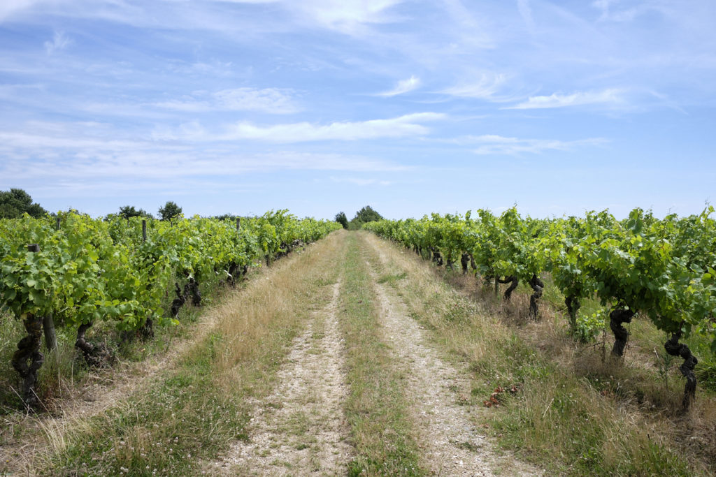 Parcellaire de vignes avec chemin