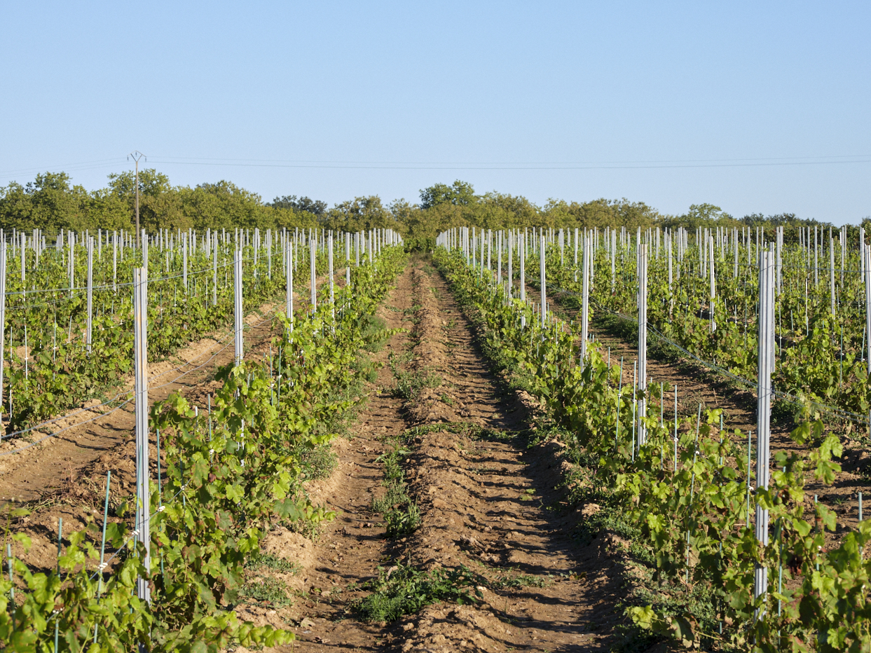 récentes plantations de jeunes vignes