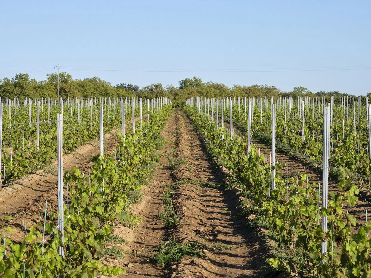 récentes plantations de jeunes vignes