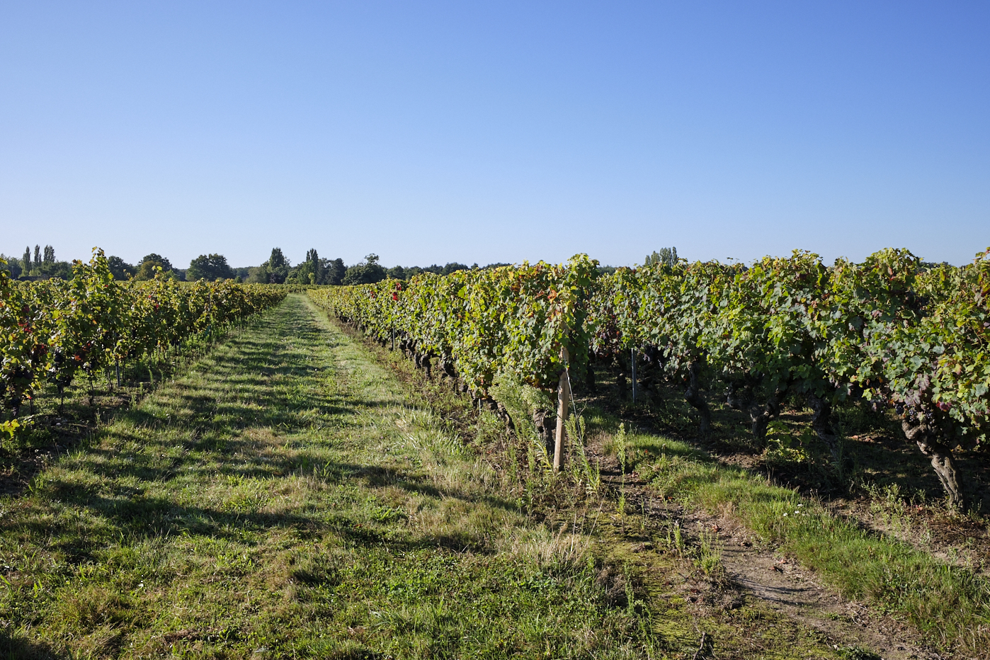 Ensemble de vignes à Brissac, en Anjou