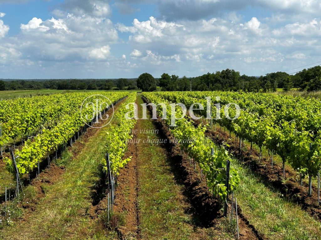 Vignoble à vendre en Muscadet · Pays Nantais