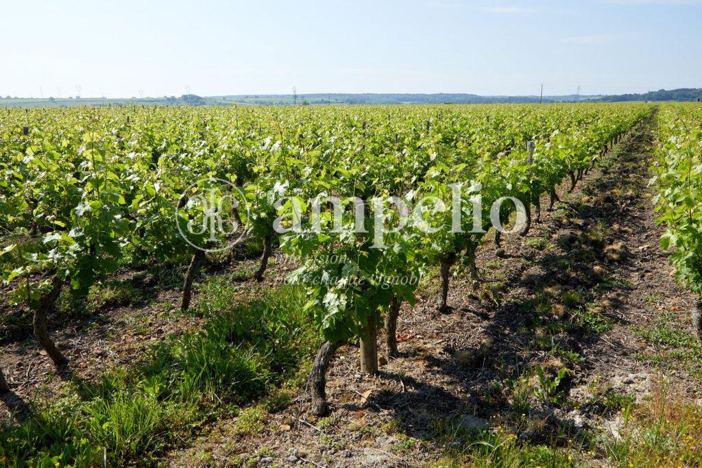 Vignoble à vendre en Saumur