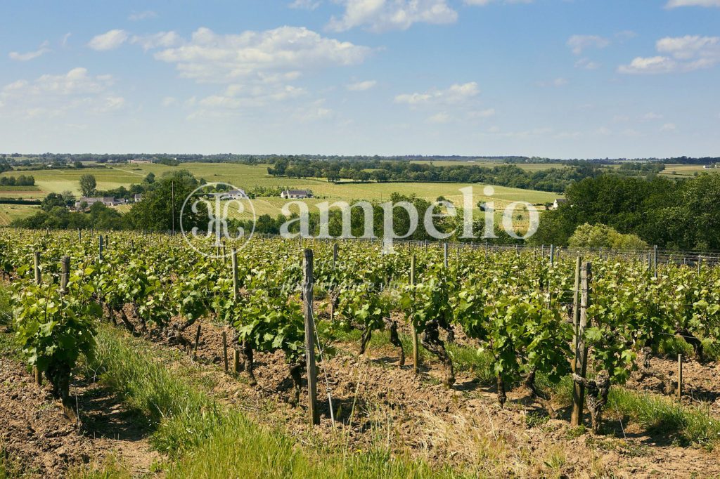 Vignoble à vendre en Anjou