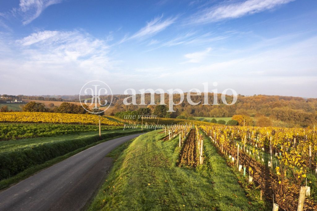 Vignoble à vendre en Anjou