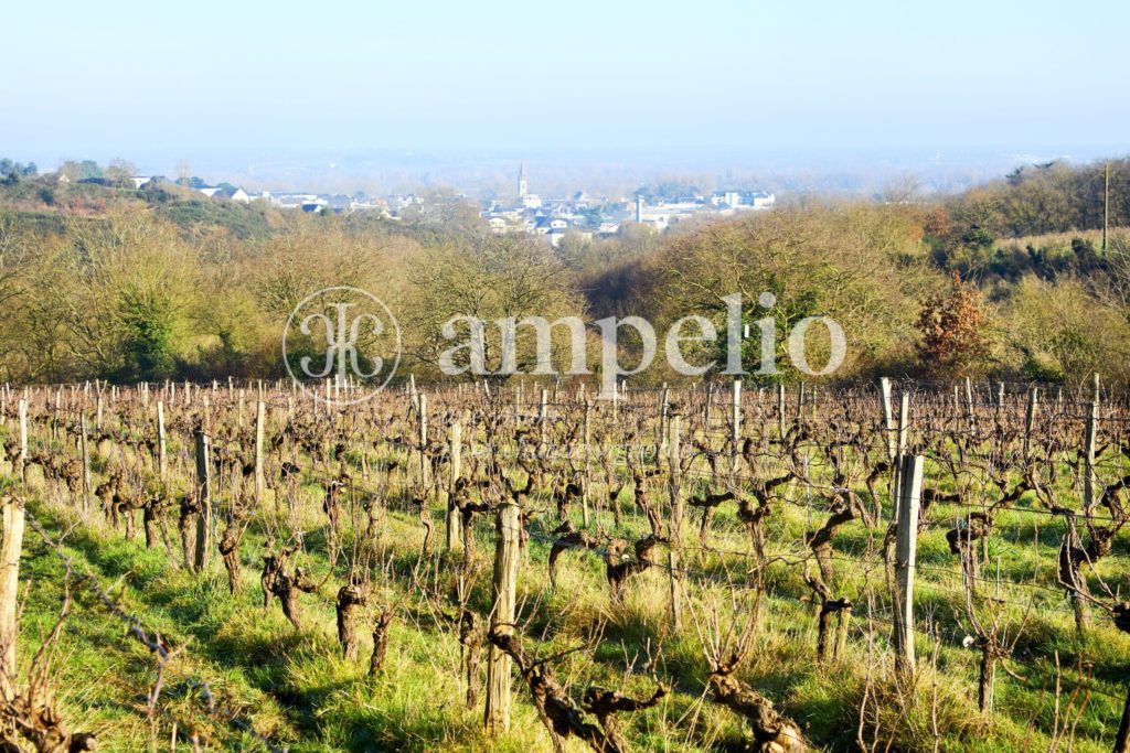 Vignoble à vendre en Anjou