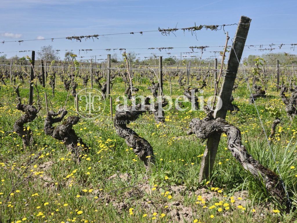 Vignoble à vendre en Bourgueil · Chinon · St Nicolas