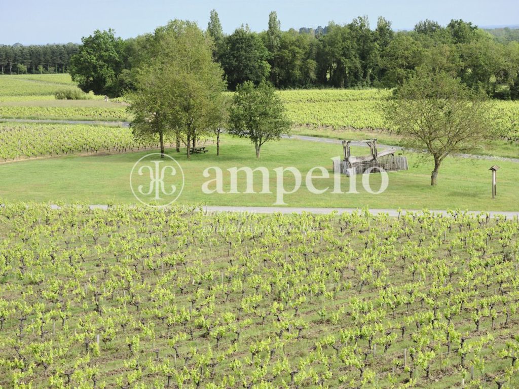 Vignoble à vendre en Muscadet · Pays Nantais