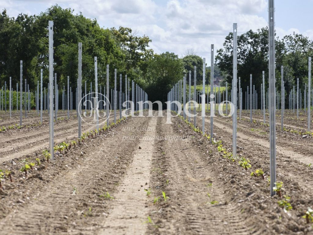 Vignoble à vendre en Anjou