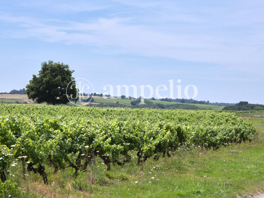 Vignoble à vendre en Anjou