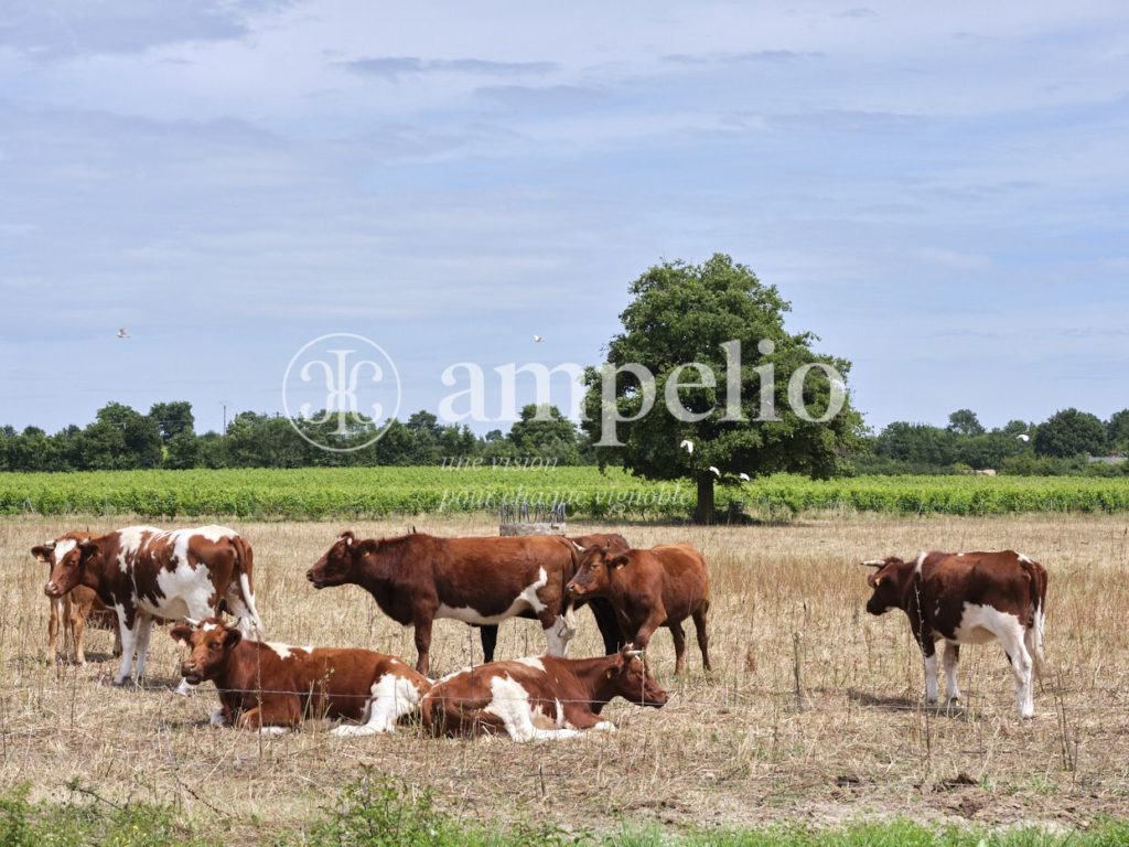 Vignoble à vendre en Anjou