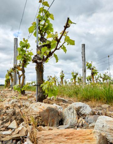Domaine Viticole & Vignoble bio