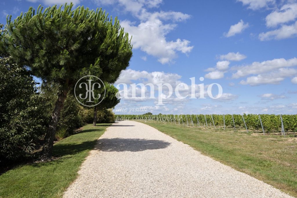 Vignoble à vendre en Anjou