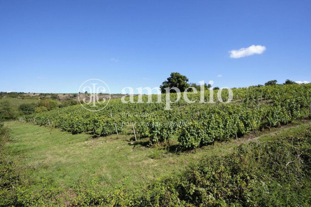 Vignoble à vendre en Anjou