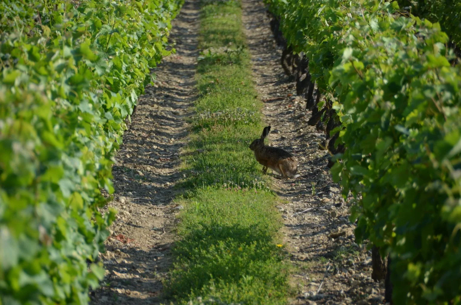 Lievre passant au milieu des vignes