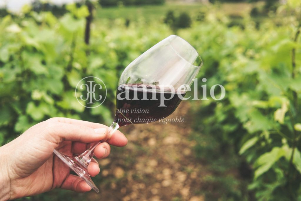 Vignoble à vendre en Touraine