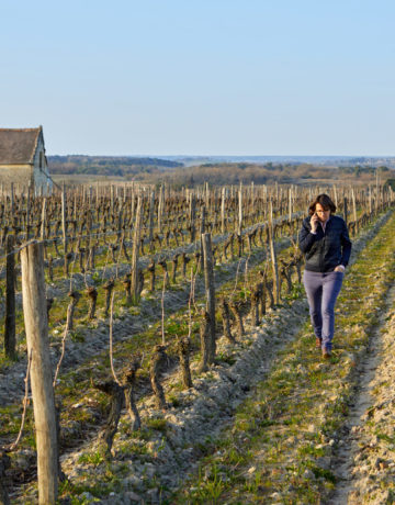 MON VIGNOBLE N’A PAS DE REPRENEURS QUE FAIRE ?