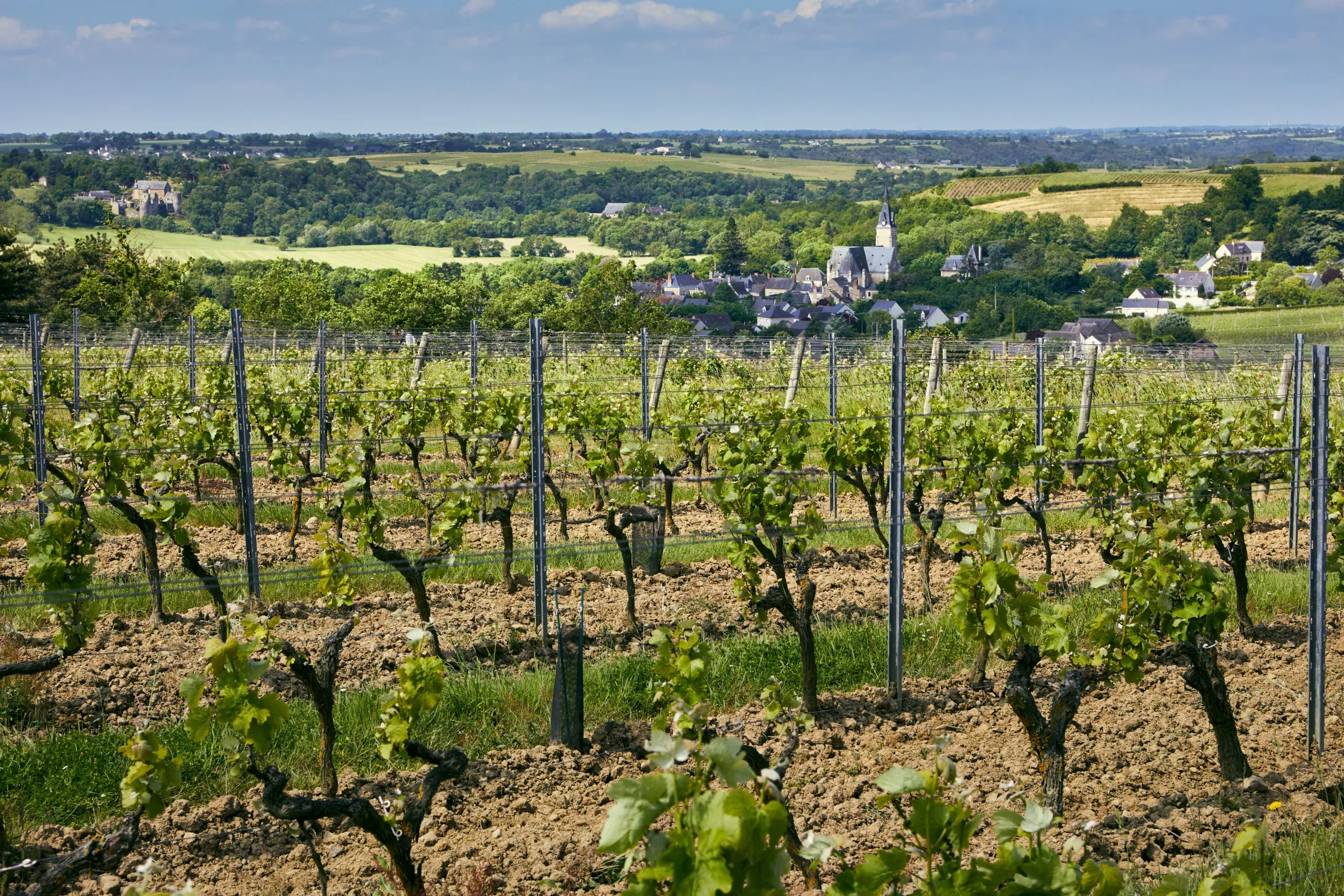 Buying a Vineyard Estate: A Secure Investment in the Loire Valley - Ampelio