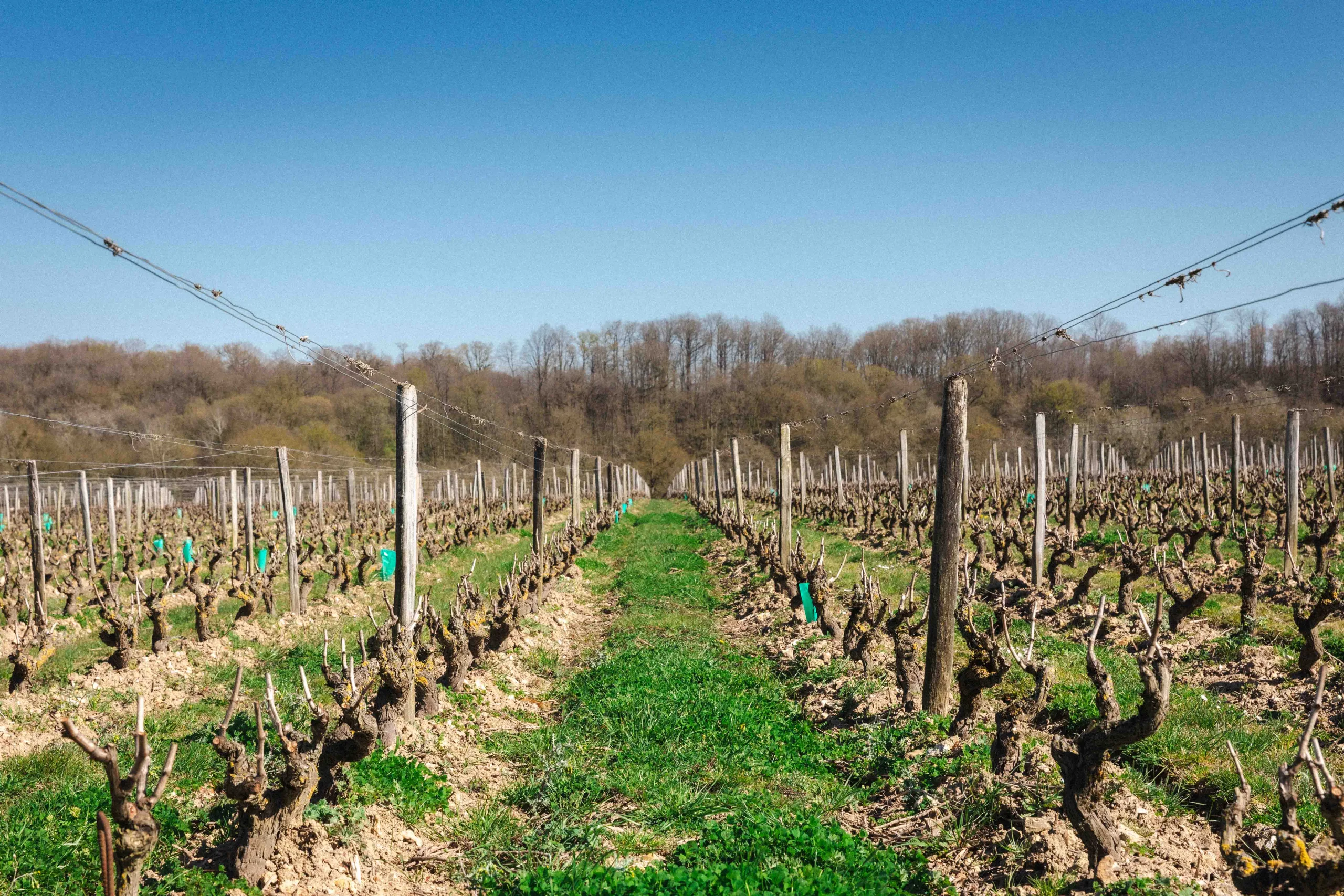Vignes Vouvray