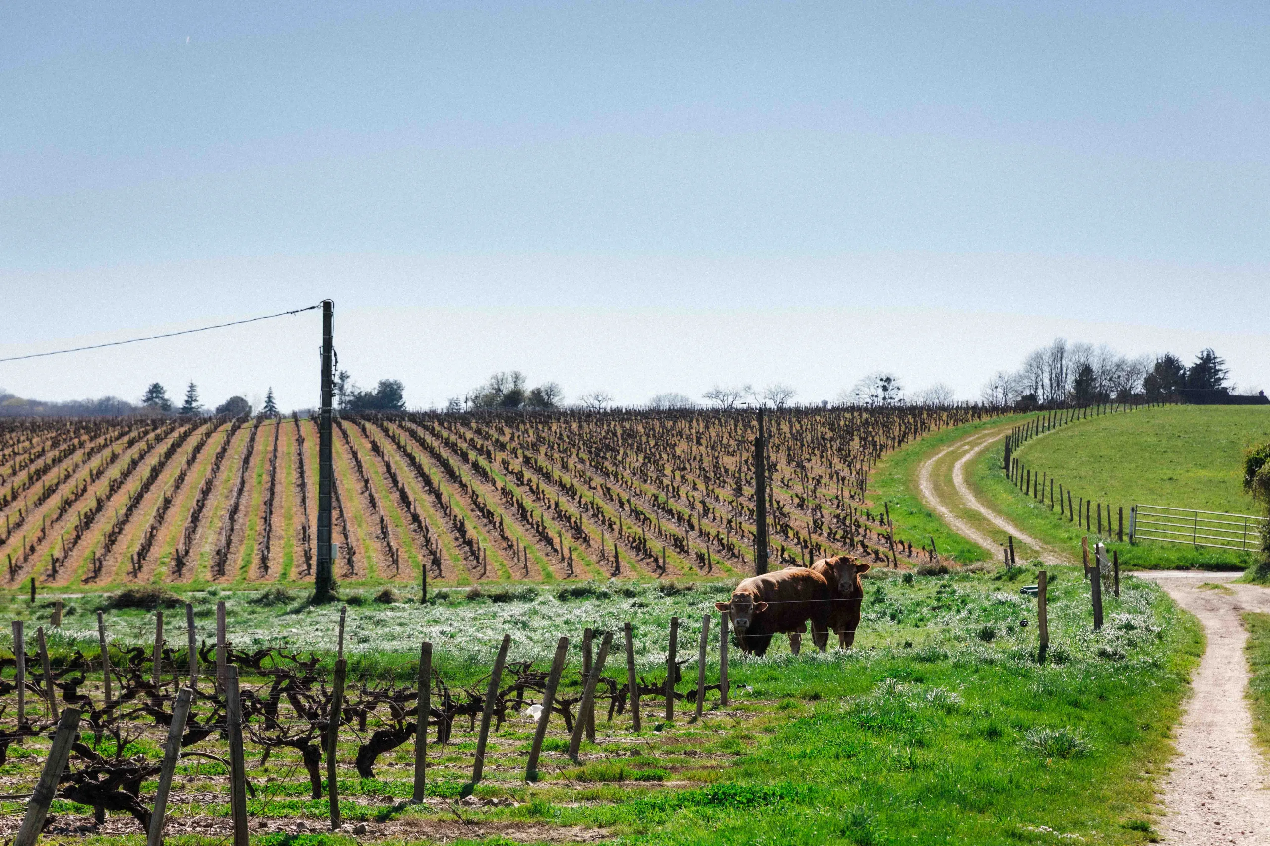 Vignoble Vouvray