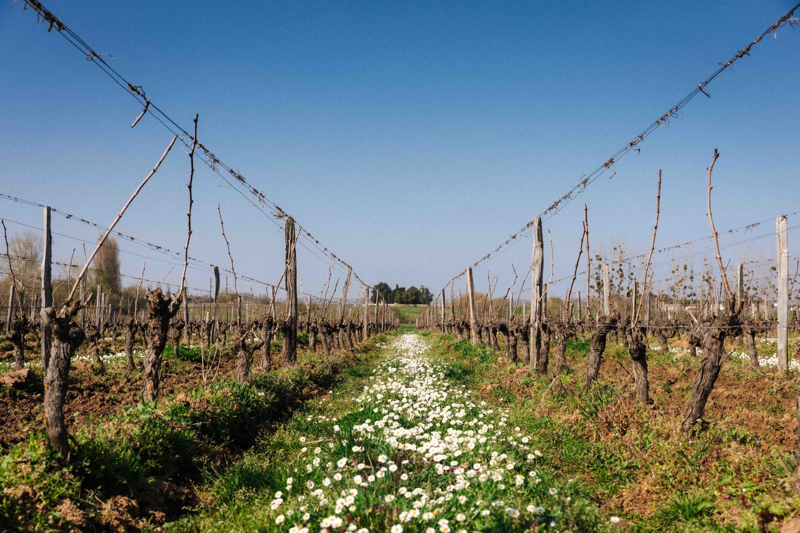 Vignes Agriculture Biologique